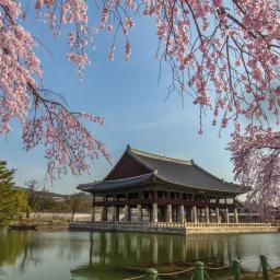 circuit coreea de sud festivalul florilor de cires jeonju