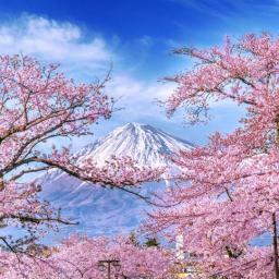 circuit japonia muntele fuji