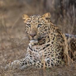 circuit india ranthambore