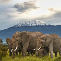 circuit kenya parcul national amboseli
